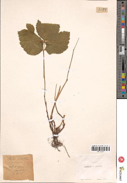 spécimen de Rubus saxatilis