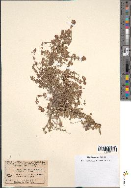 spécimen de Thymus serpyllum