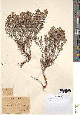 spécimen de Thymus vulgaris