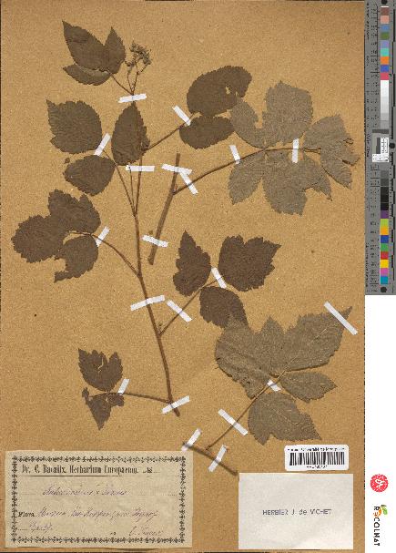 spécimen de Rubus caesius x idaeus