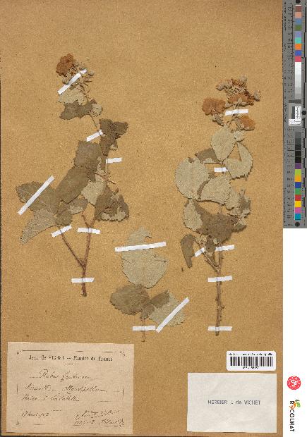 spécimen de Rubus fruticosus