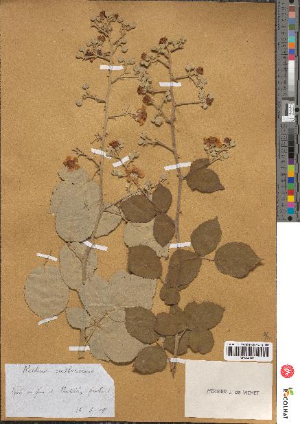 spécimen de Rubus rusticanus