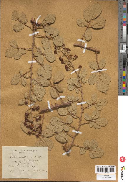spécimen de Rubus rusticanus