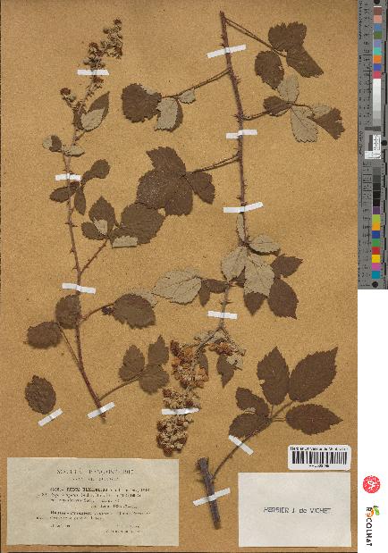 spécimen de Rubus ulmifolius