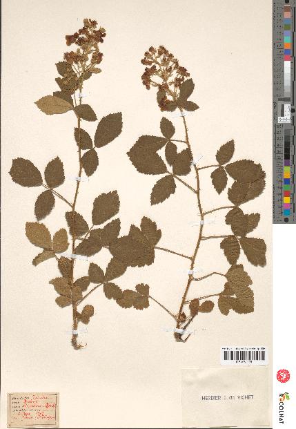 spécimen de Rubus tomentosus