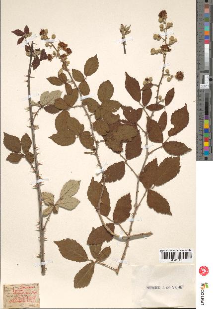 spécimen de Rubus ulmifolius