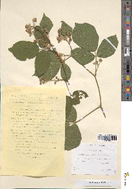 spécimen de Rubus vallisparsus