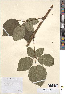 spécimen de Rubus argenteus