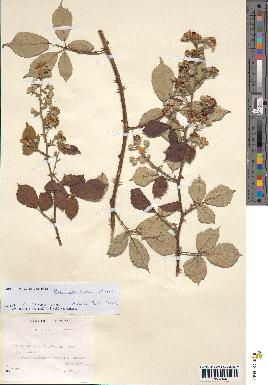 spécimen de Rubus ulmifolius