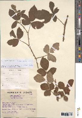 spécimen de Rubus ulmifolius