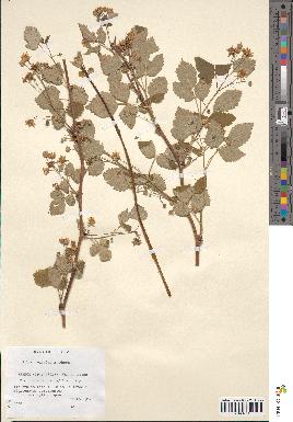 spécimen de Rubus caesius x idaeus