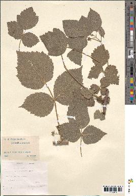 spécimen de Rubus caesius x idaeus