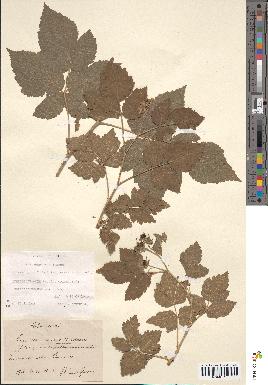 spécimen de Rubus caesius x idaeus