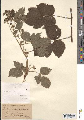 spécimen de Rubus caesius x idaeus