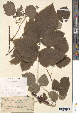 spécimen de Rubus caesius x idaeus