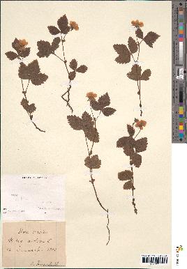 spécimen de Rubus arcticus