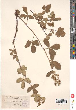 spécimen de Rubus tomentosus