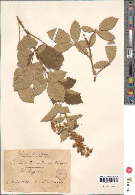 spécimen de Rubus tomentosus