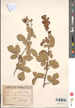 spécimen de Rubus tomentosus