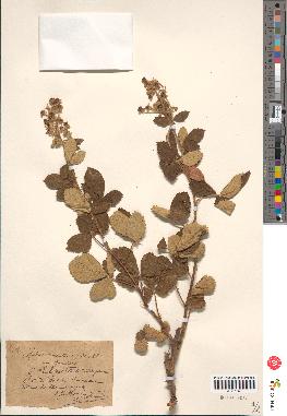 spécimen de Rubus tomentosus