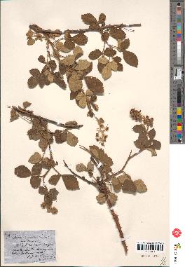 spécimen de Rubus tomentosus