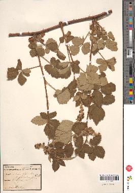 spécimen de Rubus tomentosus