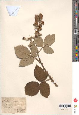 spécimen de Rubus tomentosus