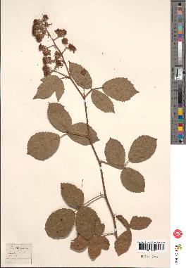 spécimen de Rubus thyrsoideus