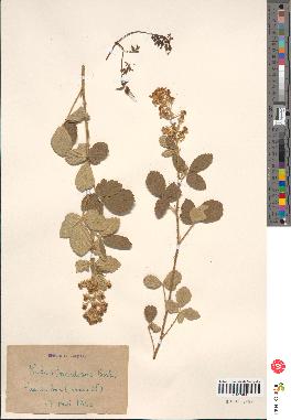 spécimen de Rubus tomentosus