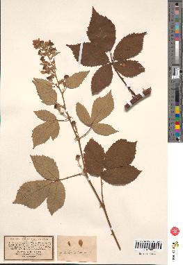 spécimen de Rubus thyrsoideus