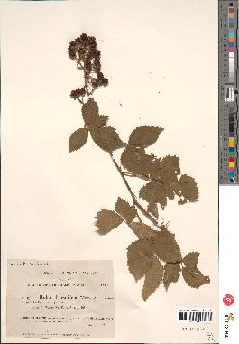 spécimen de Rubus thyrsoideus