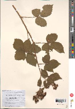 spécimen de Rubus thyrsoideus