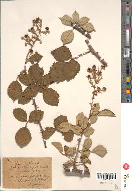 spécimen de Rubus ulmifolius