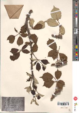 spécimen de Rubus ulmifolius