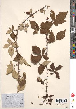 spécimen de Rubus ulmifolius