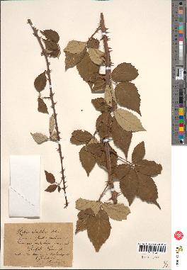 spécimen de Rubus ulmifolius