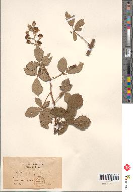 spécimen de Rubus ulmifolius