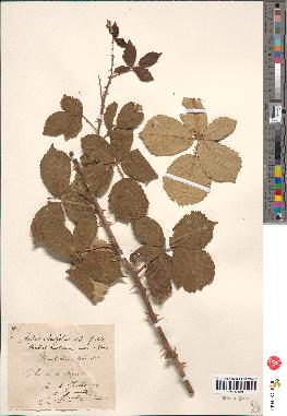 spécimen de Rubus ulmifolius