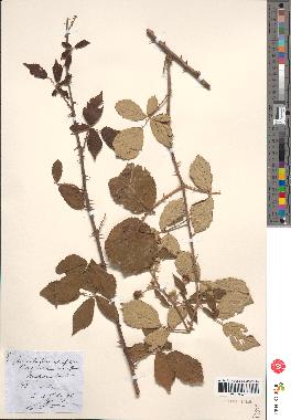 spécimen de Rubus ulmifolius