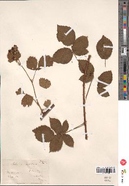 spécimen de Rubus nemorosus