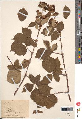 spécimen de Rubus sp.