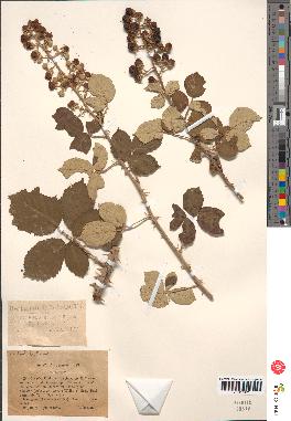 spécimen de Rubus rusticanus