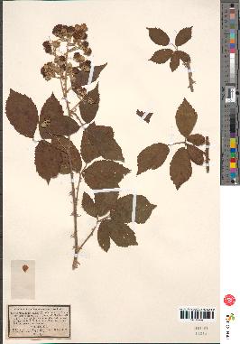 spécimen de Rubus rusticanus