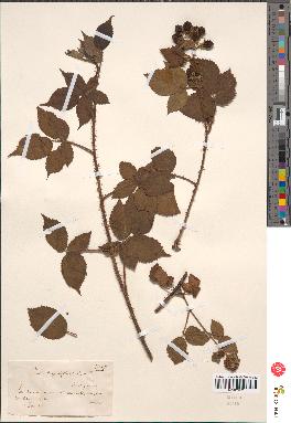 spécimen de Rubus carpinifolius