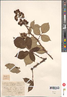 spécimen de Rubus gillotii