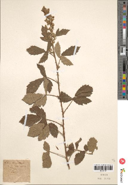 spécimen de Rubus sp.