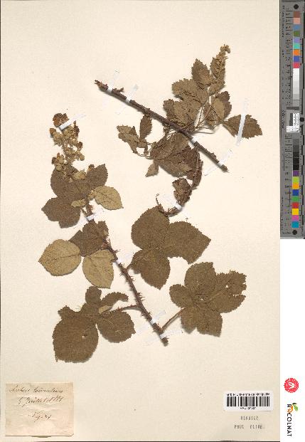 spécimen de Rubus sp.