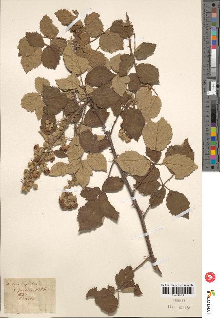 spécimen de Rubus sp.