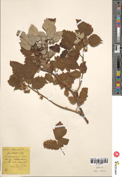 spécimen de Rubus sp.