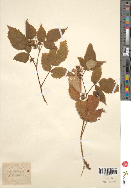 spécimen de Rubus sp.